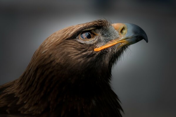 Foto retrato del pájaro águila real