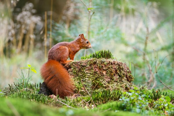 Pelirroja ardilla en el bosque de la mañana