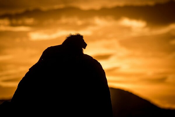 Silhouette of a lion on a rock against a sunset background