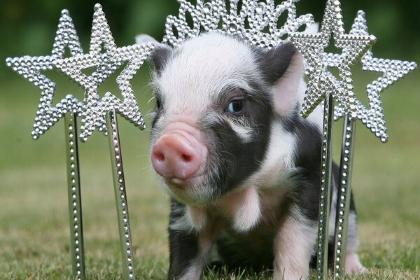 Pink and black piglet with a crown