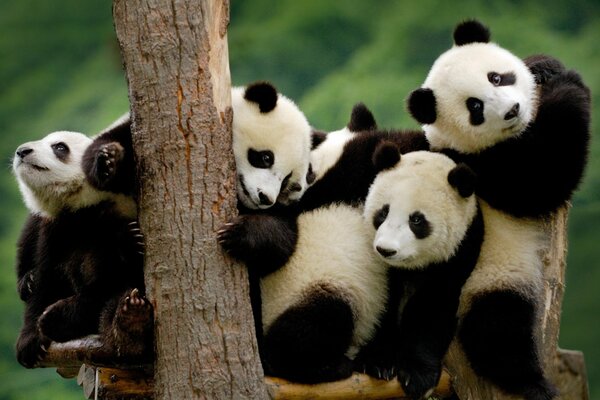 Pequeños pandas en un zoológico chino