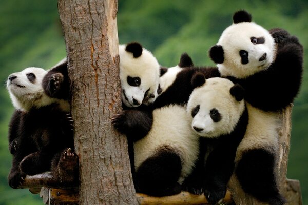 Petits pandas dans le zoo chinois