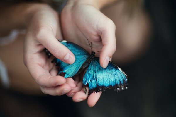 A rare butterfly sits in the palm of your hand