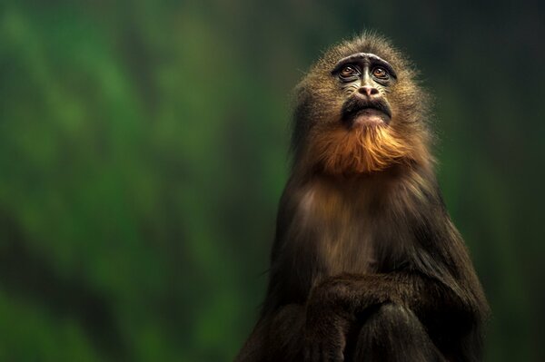 Un singe pensif et hirsute avec un regard sage