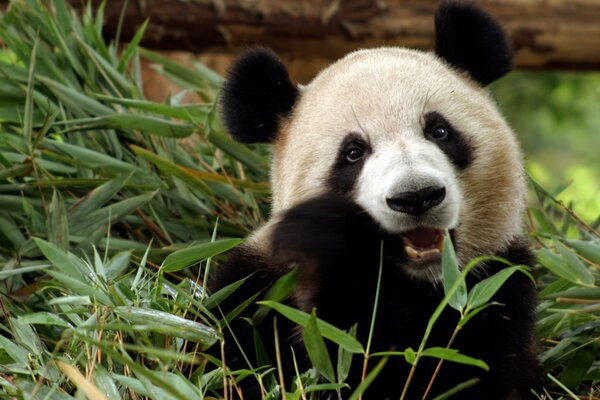 Cute panda on the grass gnawing bamboo