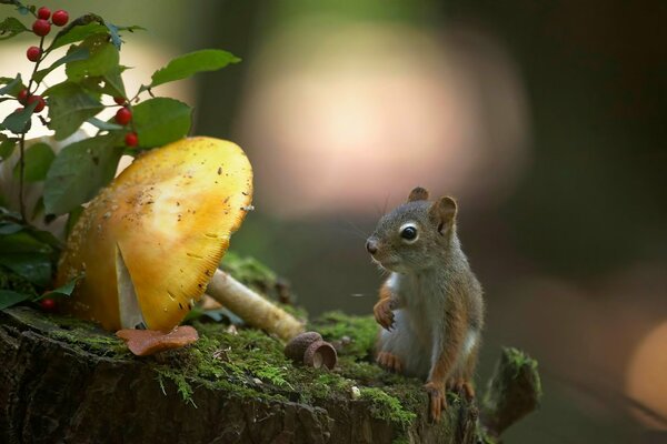 A small squirrel and a yellow mushroom