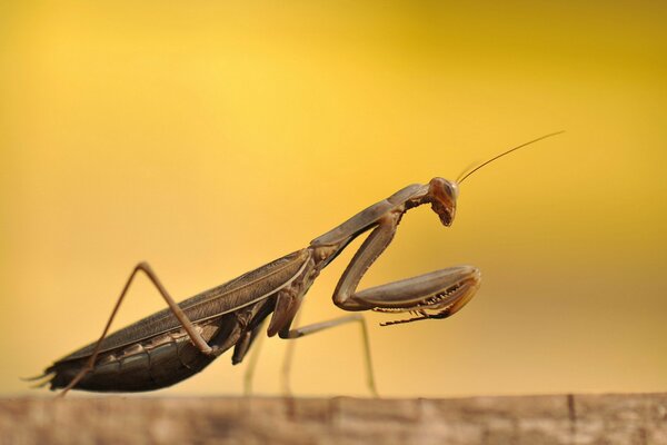 Mantis auf gelbem Sonnenuntergang Hintergrund