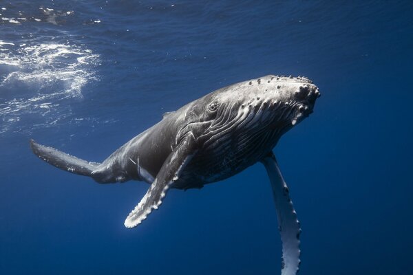 A big whale swims in the sea