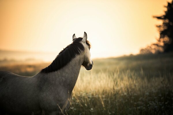 Caballo en el campo al atardecer