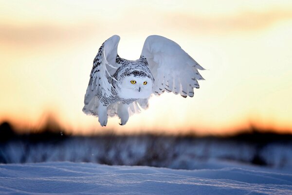 Flug der Polareule auf dem Hintergrund des Schnees