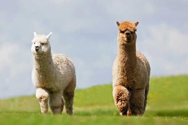 Two fluffy good-natured llamas