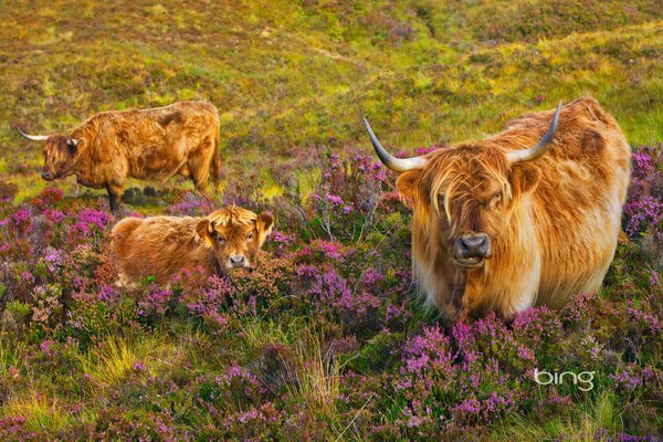 Cow with calf in a blooming field