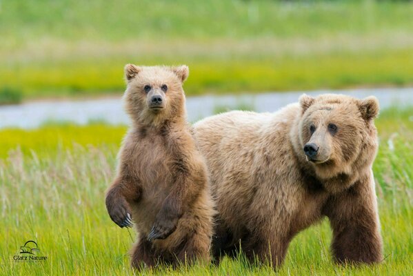 Oso con un pequeño oso en el Prado