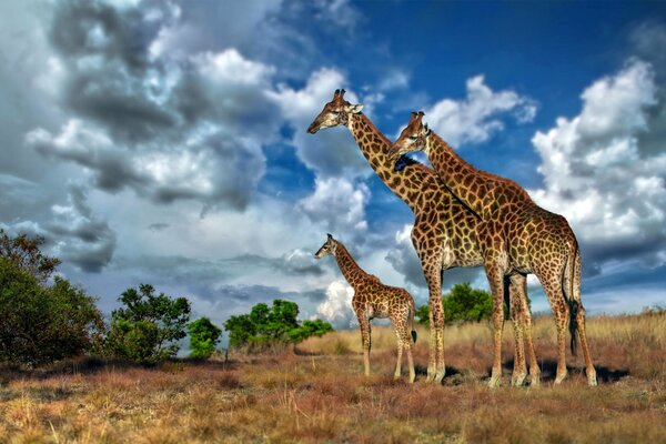 Familia de las jirafas de la Sabana