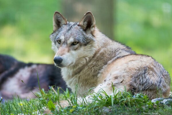 Ein Wolf, der sich auf dem Rasen ausruht