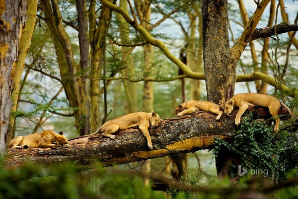 Lions endormis sur un arbre tombé