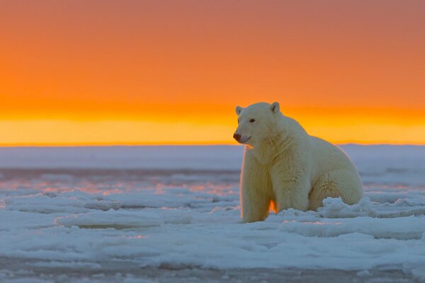 Biały niedźwiedź polarny na tle zachodu Słońca na lodowatej pustyni Arktycznego parku narodowego na Alasce