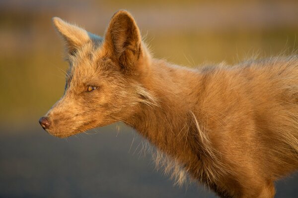 Vixen pelirroja otoño brillante y jugoso