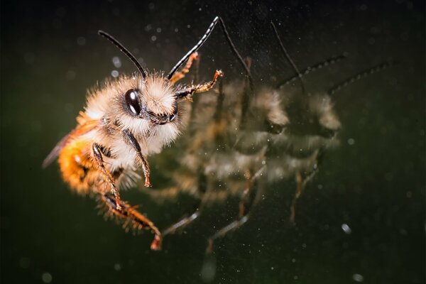 A fluffy bee is sitting on the glass