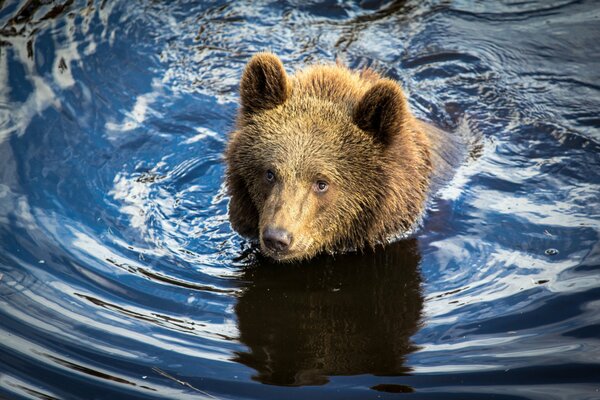 A bear cub floating on water