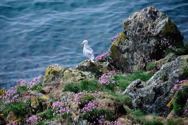 A seagull looks into the sea from a cliff