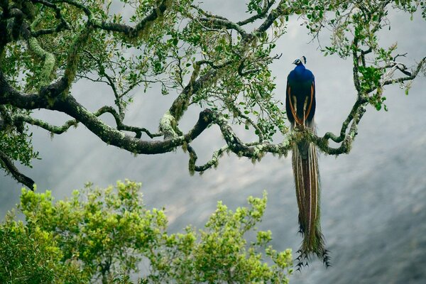 Pavo real con cola larga en un árbol