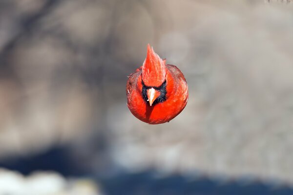 The red bird is flying fast