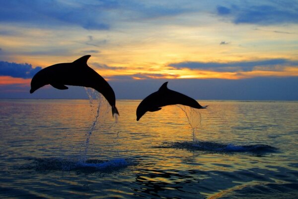 Silhouetten von Delfinen, die bei Sonnenuntergang aus dem Meer springen