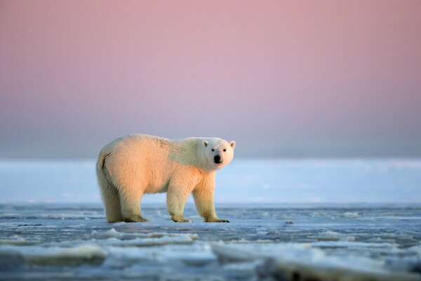 Ourse blanche dans l Arctique au coucher du soleil