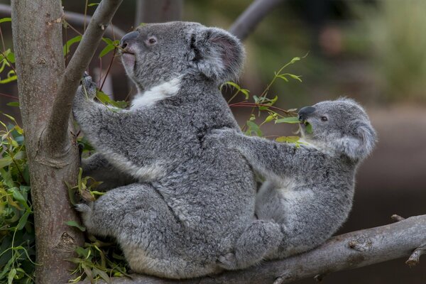 Marsupial herbivore d Australie. Koala sur un arbre dans la forêt avec un petit