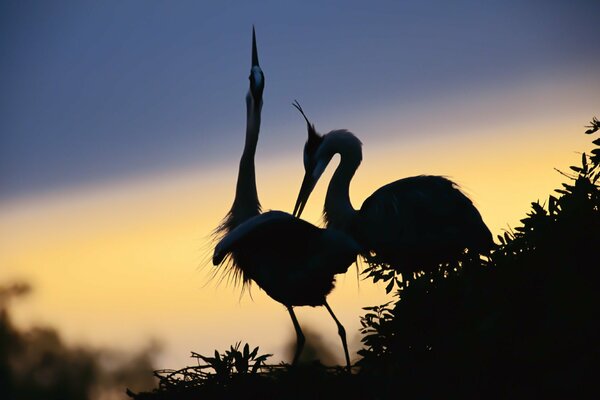 Silhouette eines Reihers in einem Nest auf einem Himmelshintergrund