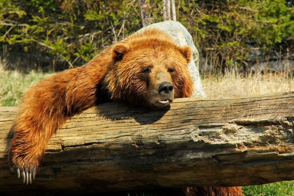 L ours est allongé sur une bûche. Autour de la chaleur et de la congestion