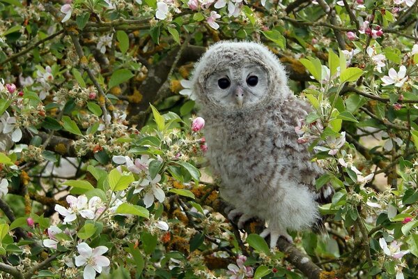 The owl is resting on the branches of an apple tree