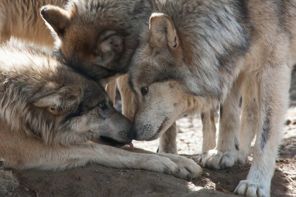 Dos lobos muestran su caricia a un tercer pariente