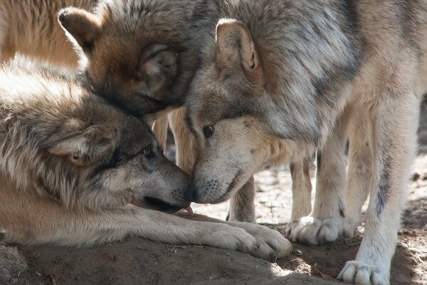 Dwa wilki pokazują swoje uczucia trzeciemu krewnemu