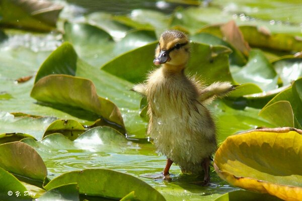 Eine kleine Ente sitzt auf einem Blatt