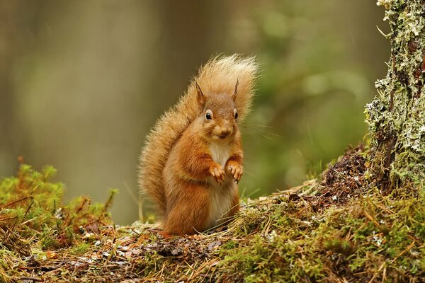 Rothaarige Eichhörnchen auf Moos Hintergrund