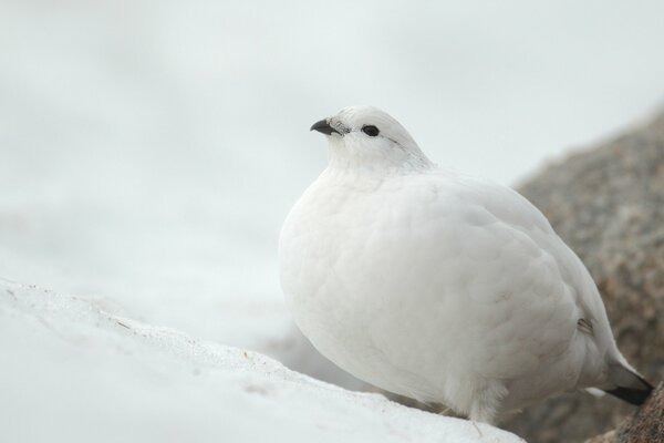 White partridge in the snow