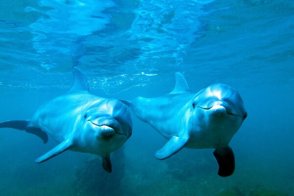 A pair of dolphins swim in the blue ocean 