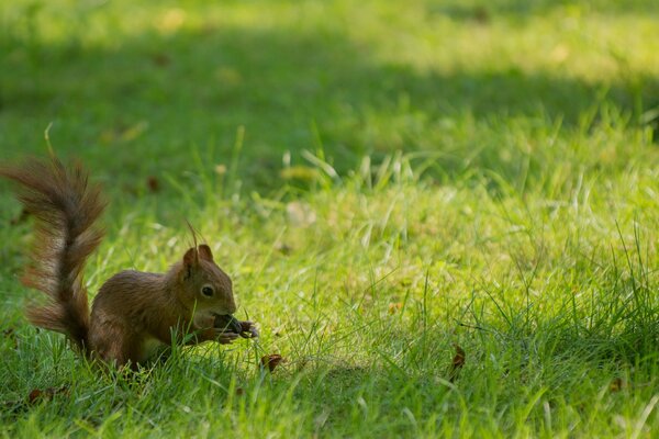 Tapete. Eichhörnchen nagt an Nüssen auf grünem Gras