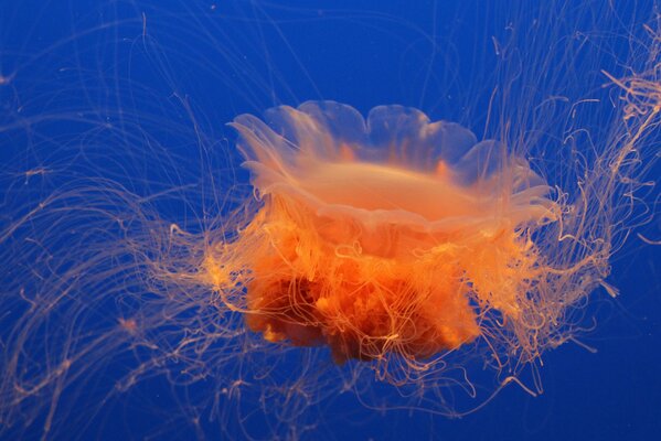 Orange jellyfish in the water of the blue sea