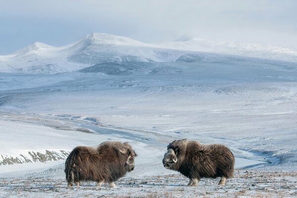 Two musk oxen on a snowy background