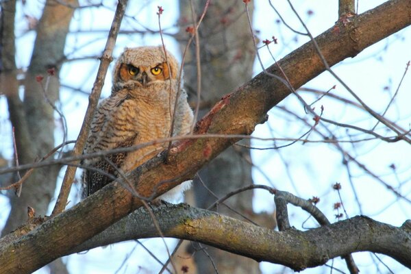 An owl looks from a tree branch