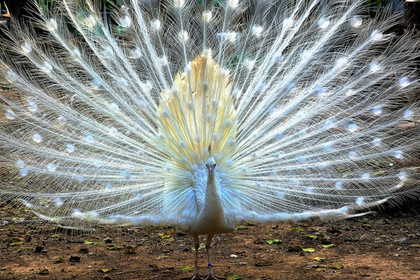 Pavo real con una hermosa cola suelta