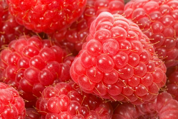 Macro shooting of raspberries