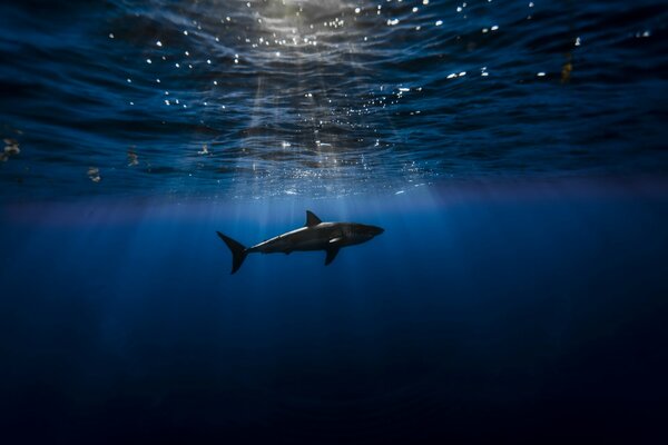 External rays penetrate into the water column. Shark reacts to light
