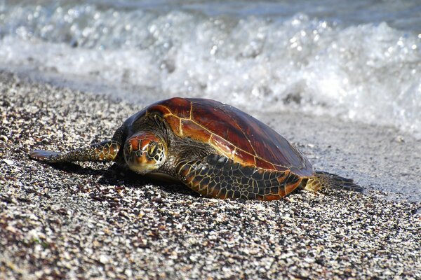 Turtle crawled ashore after swimming