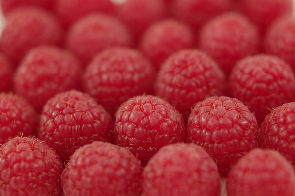 Heute haben wir Himbeeren zum Verkauf gesammelt und in Reihen gestapelt, damit sie nicht zerknittert werden