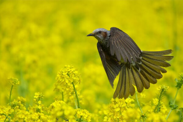 El pájaro bül bül entre las flores amarillas