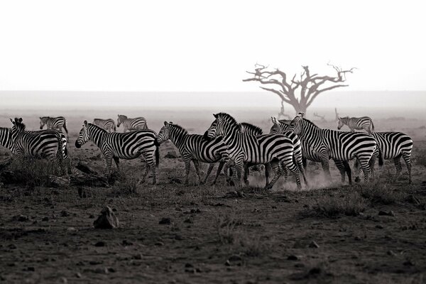 A herd of zebras against the background of nature